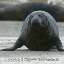 Seal Wadfilm GIF