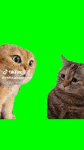 Talking Cat Meme GIF