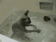 nope cat bath
