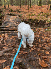 a small white dog on a blue leash is walking across a wooden bridge in the woods