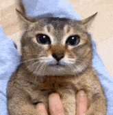 Smirk Smirk Cat GIF - Smirk Smirk Cat Rizz Cat GIFs