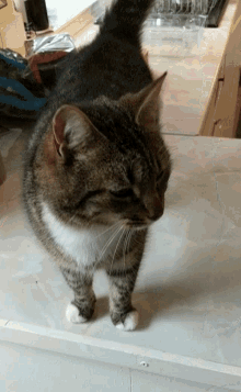 Cat Petting GIF - Cat Petting Cute Cat GIFs