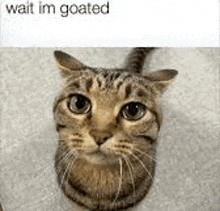 a cat is looking up at the camera with a caption that says wait im goated .