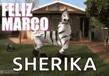 Zebra Dancing GIF - Zebra Dancing March GIFs