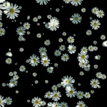 Flowers Dandelions GIF - Flowers Dandelions GIFs