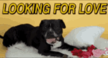 Looking For Love Dogs GIF - Looking For Love Dogs Funny Animals GIFs