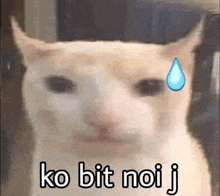a close up of a cat with a drop of water on its face and the words `` ko bit noi j '' .