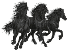 Black Horses Horse GIF - Black Horses Horse GIFs