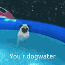 Dogwater Insult GIF - Dogwater Dog Water GIFs