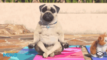 mightymikepug mighty mike pug chill relax