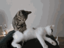 когти лапки кот массирует кошку массаж GIF - Claws Paws Cat GIFs