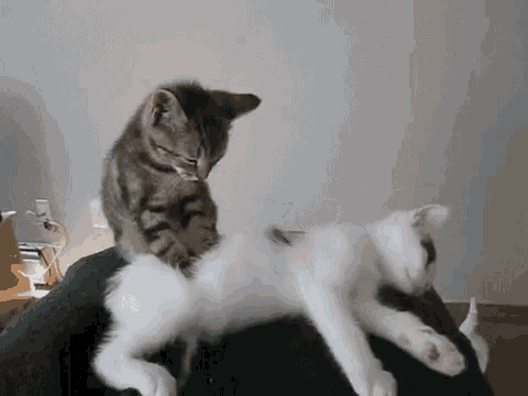 когти лапки кот массирует кошку массаж GIF - Claws Paws Cat - Discover &  Share GIFs