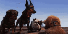 Dogs Up GIF