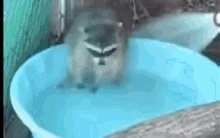 Raccoon Playing GIF - Raccoon Playing Water GIFs