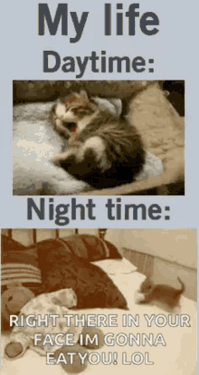 Cats Funny GIF - Cats Funny Me Day Vs Night GIFs