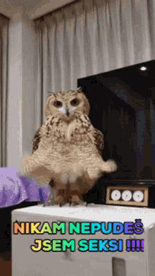 Sexy Owl GIF - Sexy Owl GIFs