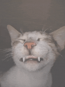 a cat with its mouth open and the words meow meow meow meow meow meow