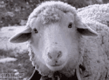 Sheep Baa GIF - Sheep Baa GIFs