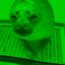 a seal is sitting on a green grid