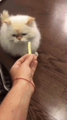 French Fries Cat GIF - French Fries Cat French Fries GIFs