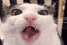 Jesse Cat GIF - Jesse Cat GIFs