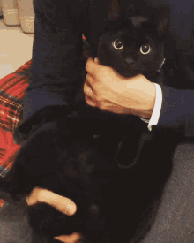 Wiggler Cat GIF - Wiggler Cat Thug Shaker GIFs