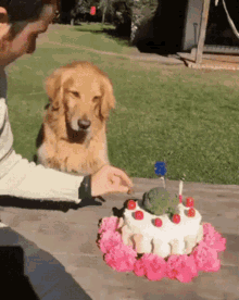 Angry Dog GIF - Angry Dog Cake GIFs