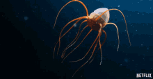Jellyfish Floating GIF