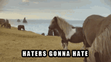 Horse Haters Gonna Hate GIF - Horse Haters Gonna Hate Pony GIFs
