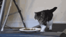 Cat Exercise GIF - Cat Exercise Bacon GIFs