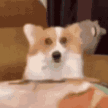 a brown and white dog is sitting on a couch looking at the camera .