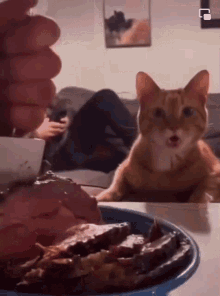 cat meat cat surprised meat cat woah cat