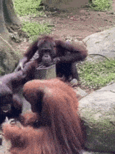 Orangutan Tool GIF - Orangutan Tool Not Impressed GIFs