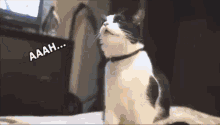 Cats Catpower GIF - Cats Catpower Sneeze GIFs