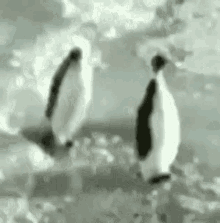Penguin Trip GIF - Penguin Trip Slap GIFs