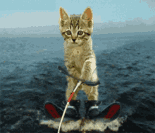 kitty skiing kitten cute