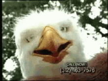 Eagleman Eagle GIF - Eagleman Eagle Hatch GIFs