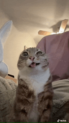 a cat is sticking its tongue out in a tiktok