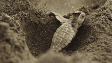 Climbing Up World Turtle Day GIF
