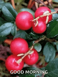Red Cherries GIF