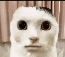 a white cat with a black spot on its head is looking at the camera with a surprised look on its face .