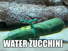 a water zucchini is tied to a rock