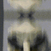 a close up of a dog 's nose with a very blurry background .