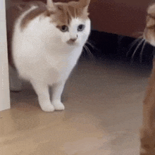 a white and brown cat is standing on a wooden floor next to another cat .