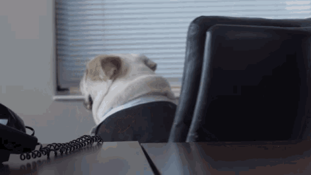 Funny Animals Jack The Bulldog GIF Funny Animals Jack The Bulldog Funny Animals Jack The Bulldog GIF Funny Animals Jack The Bulldog