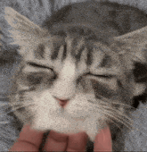 a close up of a cat 's face with its eyes closed .