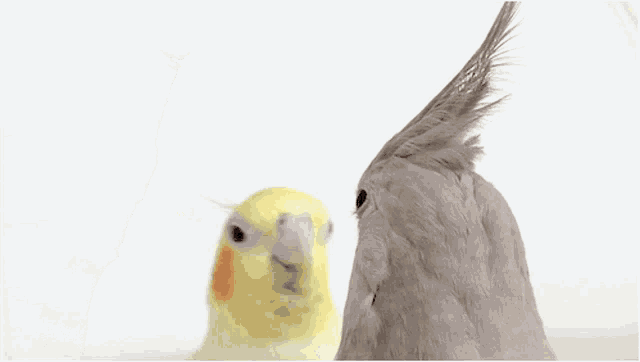 Cockatiel angry cheap