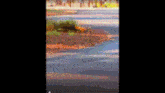 a blurry picture of a body of water with a few trees in the background