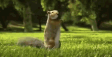 squirrel dancing dance