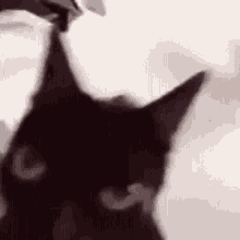 Cat Blackcat GIF - Cat Blackcat Shaking GIFs